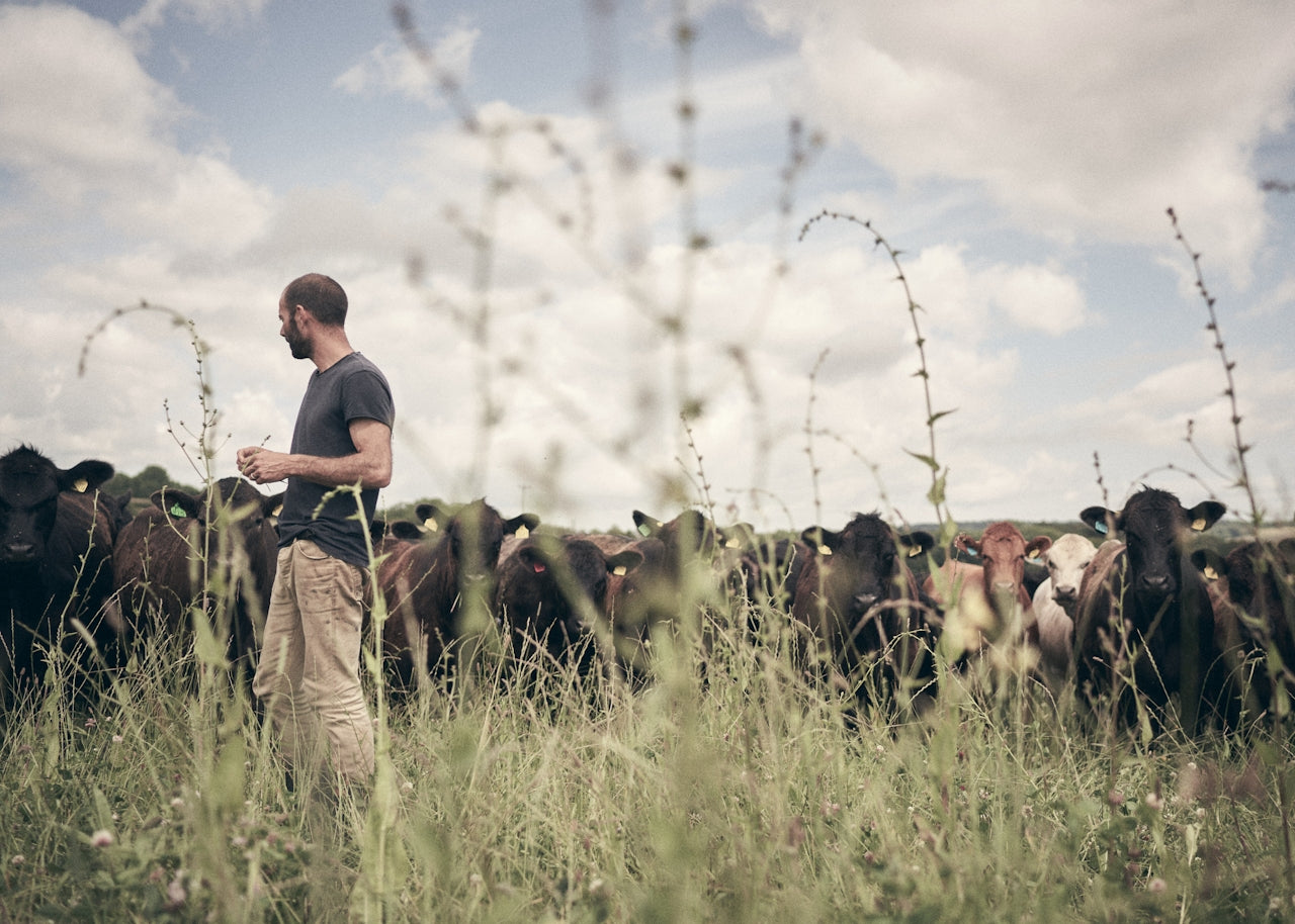 Man standing in a field with cows under a cloudy sky