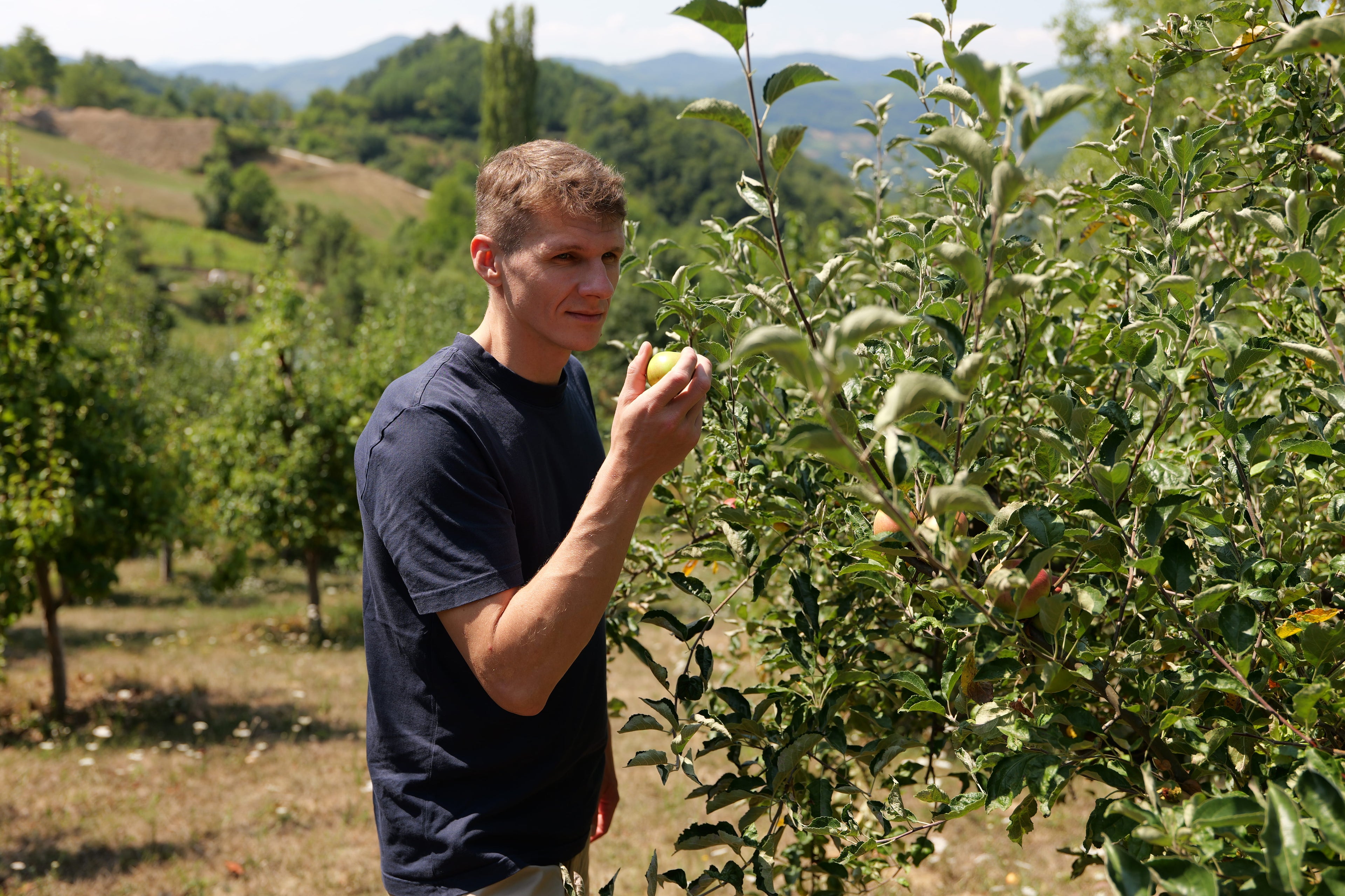 Man inspecting apples on a tree in an orchard